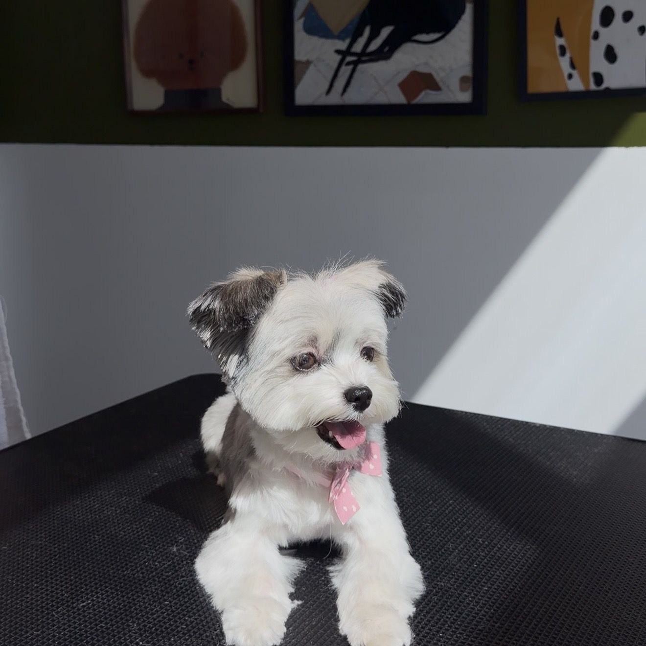 Dog Haircut | Grooming by Fer