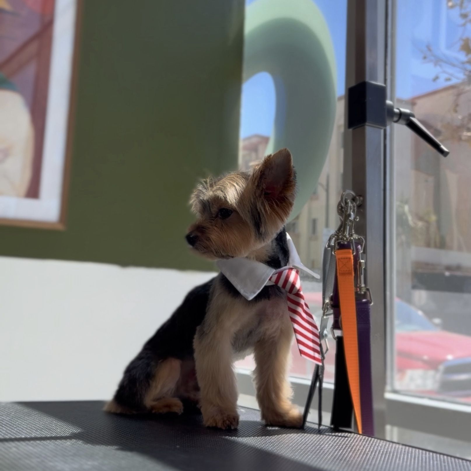 Dog Haircut