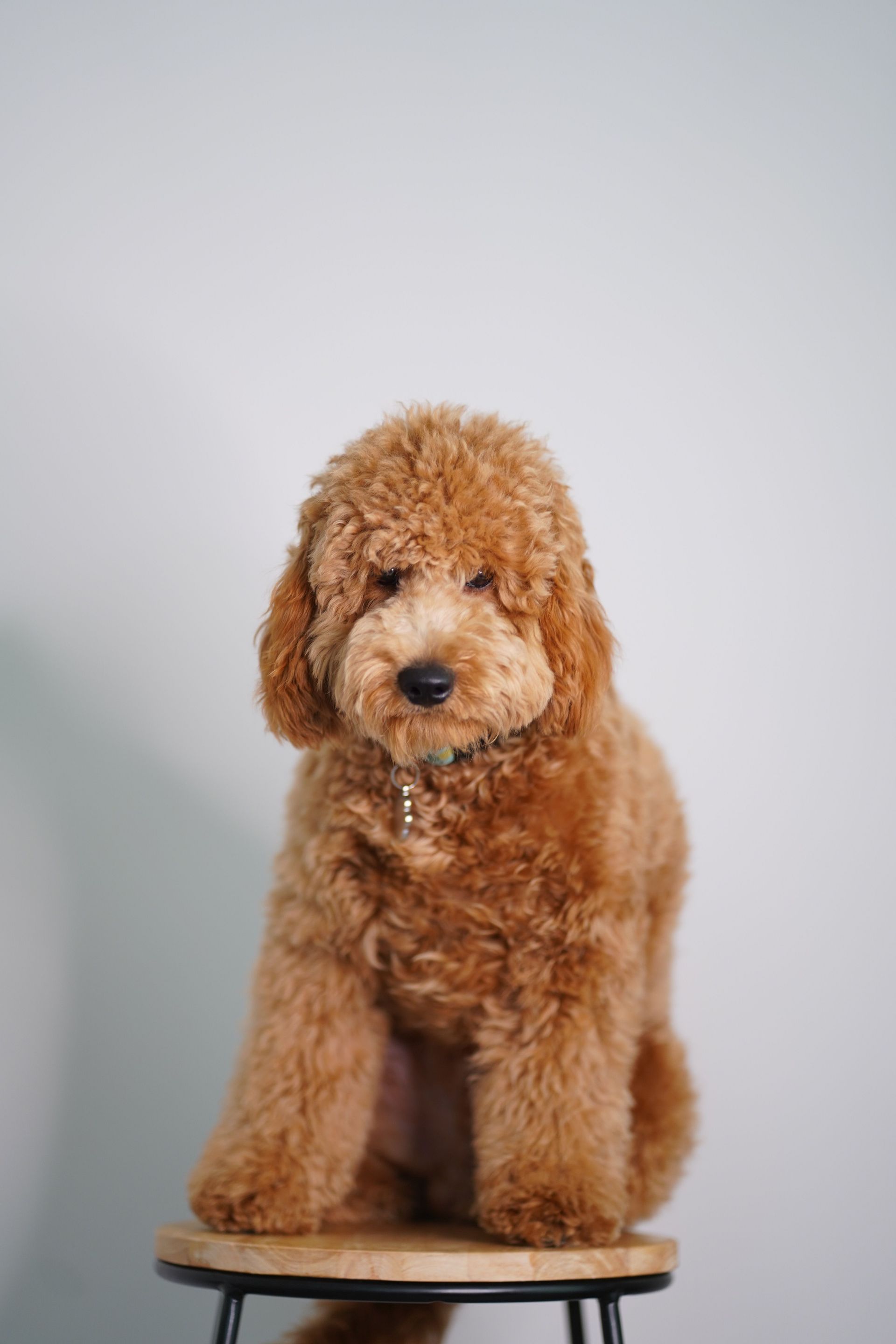 Adorable Goldendoodle puppy sitting on a stool, showcasing its fluffy fur.