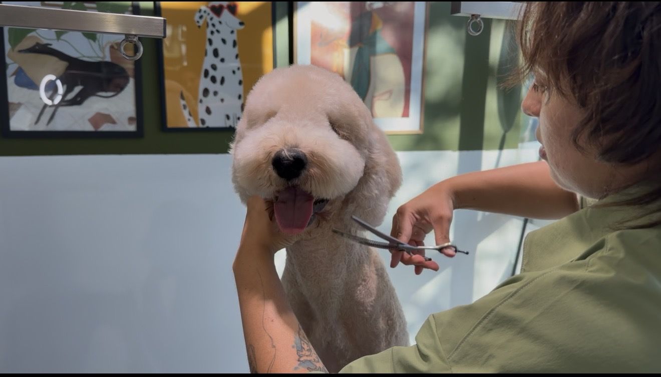 Dog Grooming